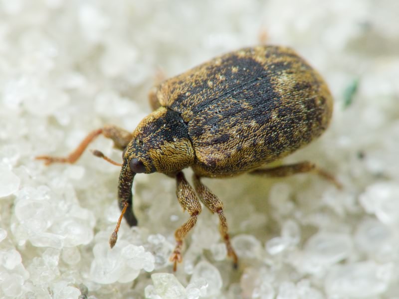 Stereonychus fraxini (De Geer, 1775)